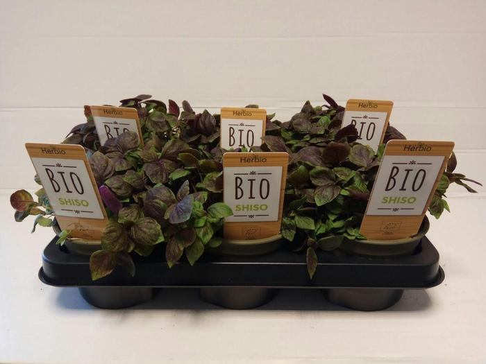 <h4>Shiso Paars P12 HERBIO steker</h4>