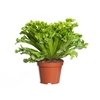 ASPLENIUM LESLIE P14