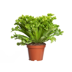 ASPLENIUM LESLIE P14