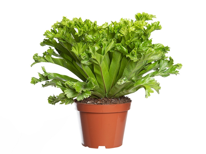 <h4>ASPLENIUM LESLIE P14</h4>