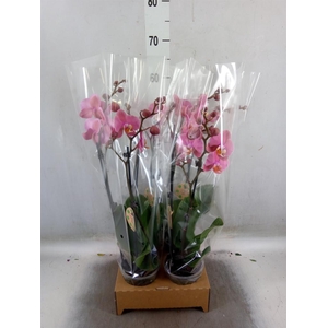 Phalaenopsis   ...