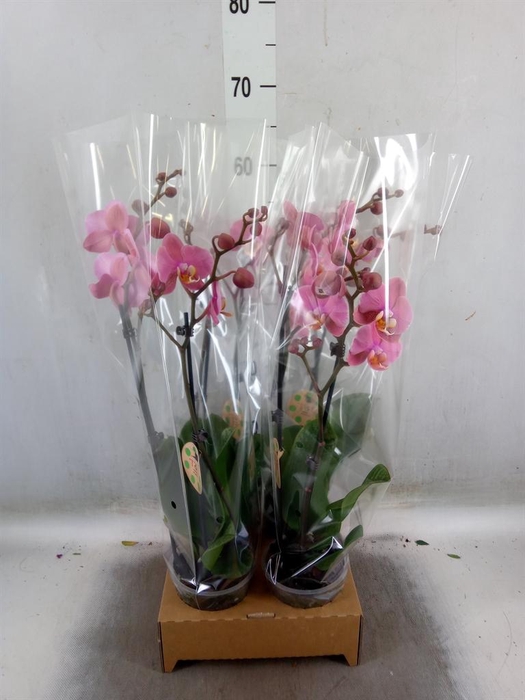 <h4>Phalaenopsis   ...</h4>