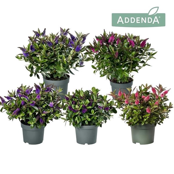 <h4>Hebe Addenda mélangé dans pot</h4>