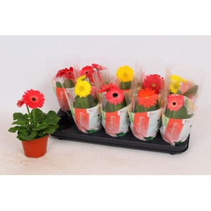 Gerbera Colourgame (25)