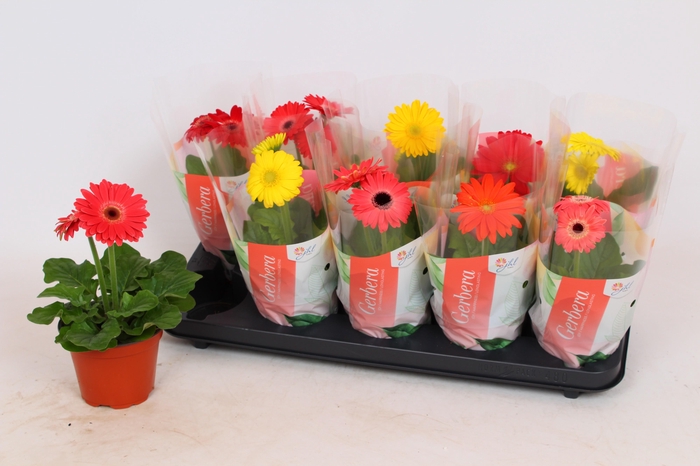 <h4>Gerbera Colourgame (25)</h4>