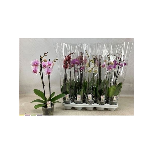 <h4>Phal Gem 2 Branches 12+</h4>