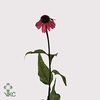 Echinacea Oranje/rood Bio