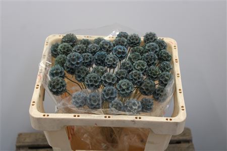 <h4>Scabiosa Stellata L. Blauw Klb</h4>
