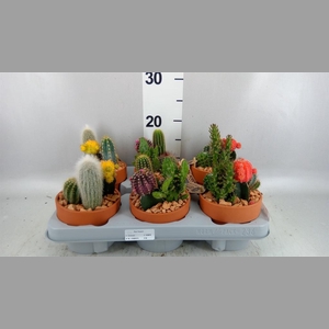 Arr.  Cactus L%