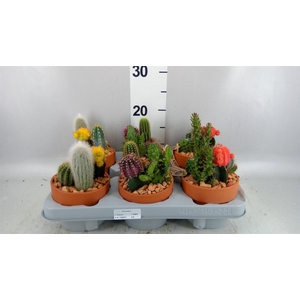 Arr.  Cactus L%