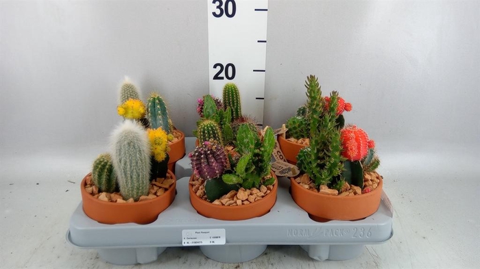 <h4>Arr.  Cactus L%</h4>