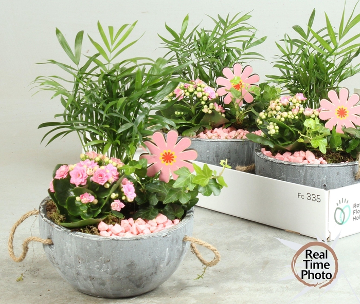 <h4>ARR INSIDE CONCRETE X3</h4>