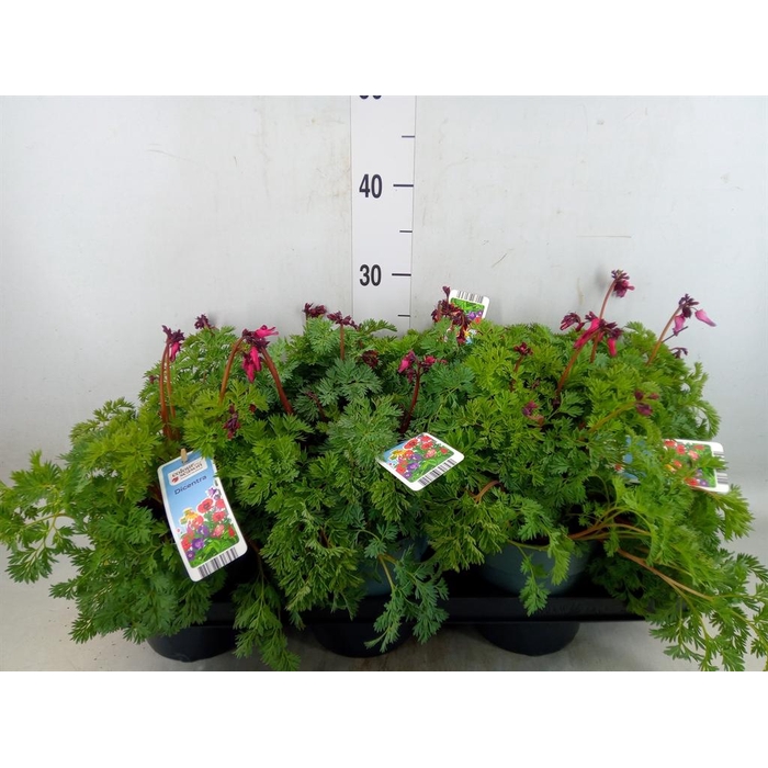 <h4>Dicentra   ...</h4>