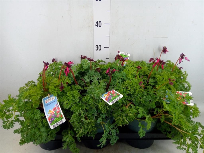 <h4>Dicentra   ...</h4>