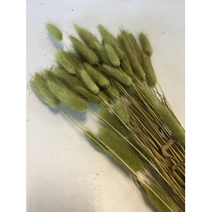 DRIED FLOWERS - LAGURUS OLIVE GREEN 50GR