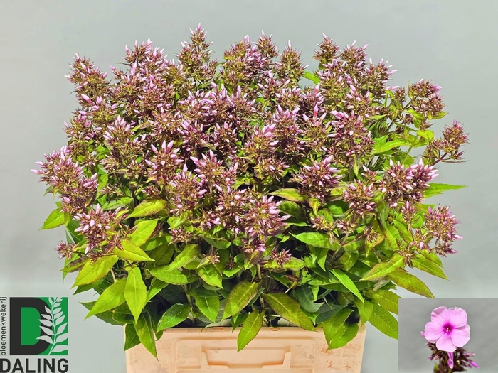 <h4>PHLOX P BRI EYES</h4>