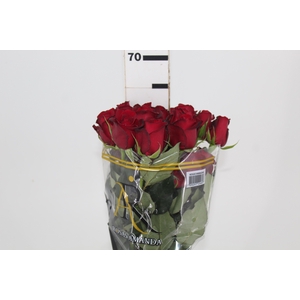 ROSA SAMOURAI 060 CM ESTUFA