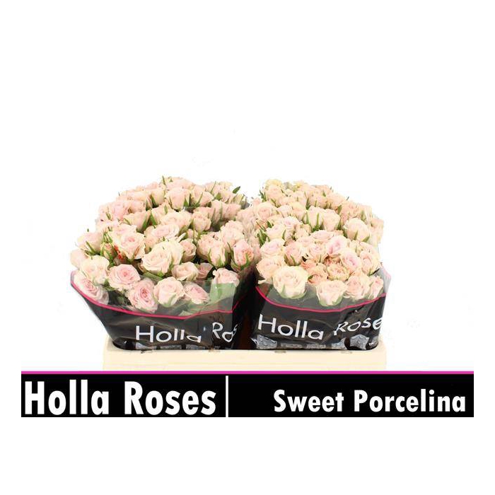 <h4>Sweet Porcelina</h4>