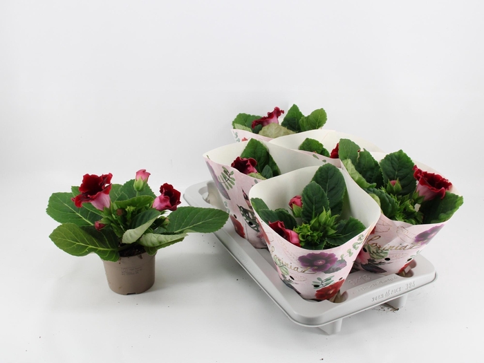 <h4>SINN AVANTI SCARLET</h4>