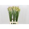 Nerine Bicolor Bionce