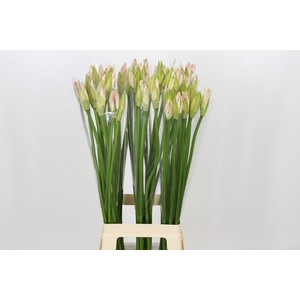 Nerine Bicolor Bionce