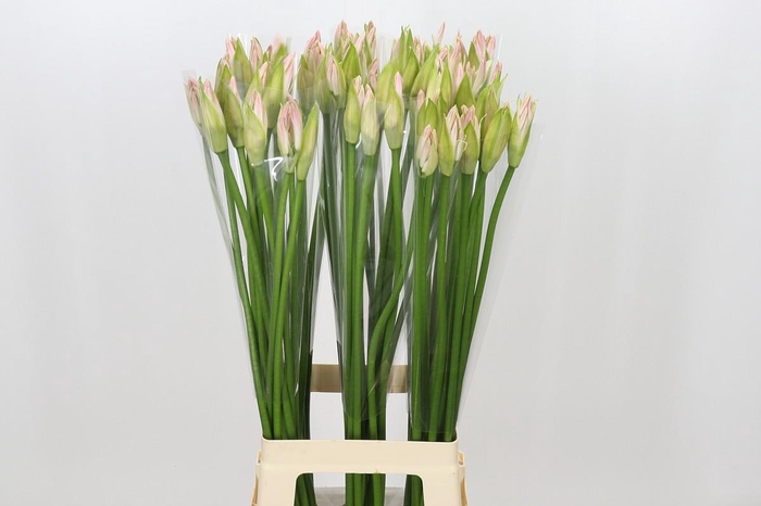 <h4>Nerine Bicolor Bionce</h4>