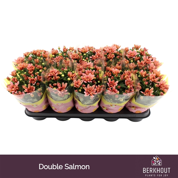<h4>Chrysant Dynamic Salmon</h4>