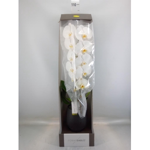 Phalaenopsis   ...white