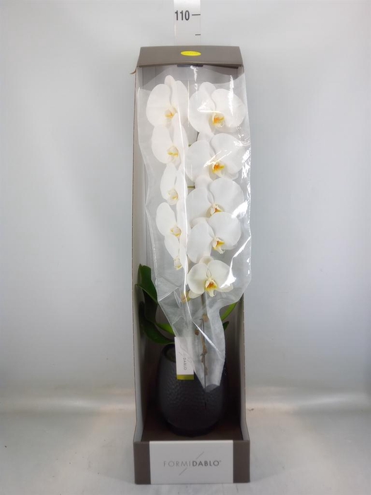 <h4>Phalaenopsis   ...white</h4>