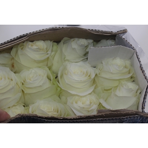 ROSA VERMELHA FREEDOM 050 IMPORTADA