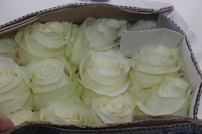 <h4>ROSA VERMELHA FREEDOM 050 IMPORTADA</h4>