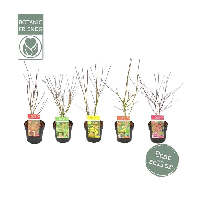 <h4>Acer palm. diverse mix</h4>