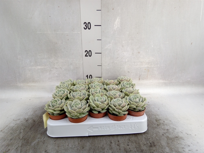 <h4>Echeveria   ...</h4>