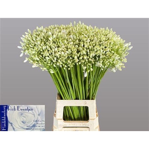 Agap White Grace 75cm