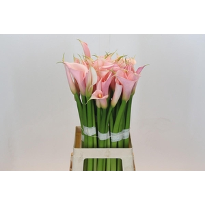 Zantedeschia Eydolls Salmon