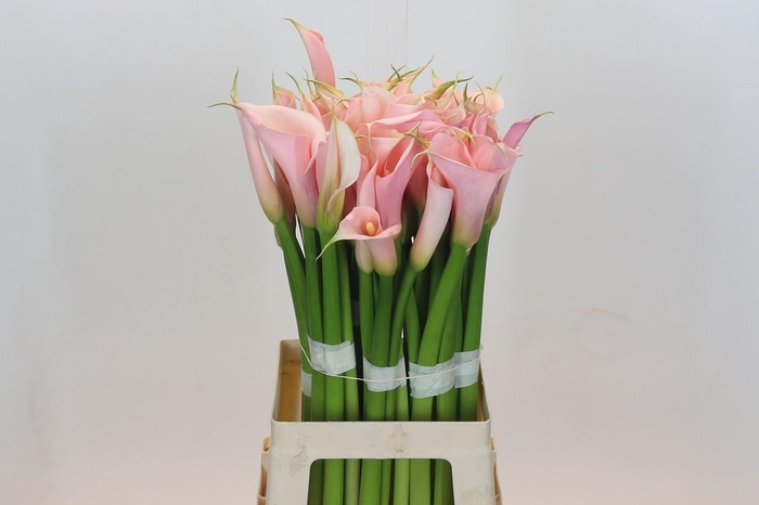 <h4>Zantedeschia Eydolls Salmon</h4>