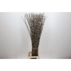 Salix Caprea Snow Flake Premium