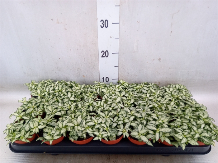 <h4>Fittonia  'Mosaic White Forest Fla'</h4>