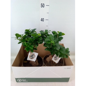 Ficus microcarpa 'Ginseng'