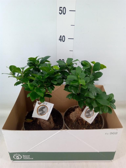 <h4>Ficus microcarpa 'Ginseng'</h4>