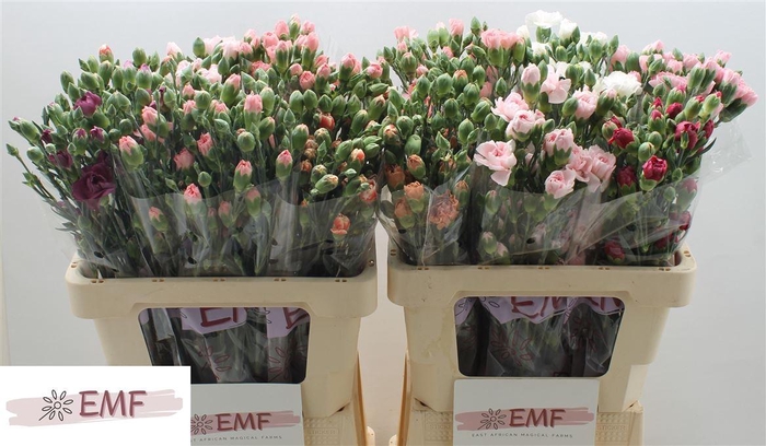 <h4>Di Tr Gem In Fust</h4>