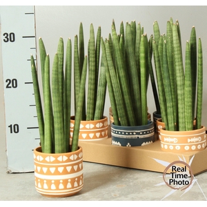 SANSEV CYLINDRICA OV