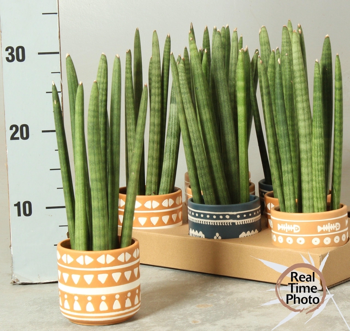 <h4>SANSEV CYLINDRICA OV</h4>