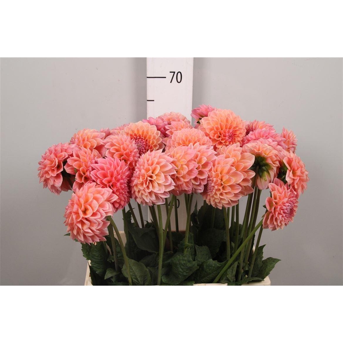 <h4>Dahl Lindas Baby</h4>