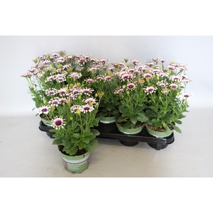 Osteospermum White Spoon