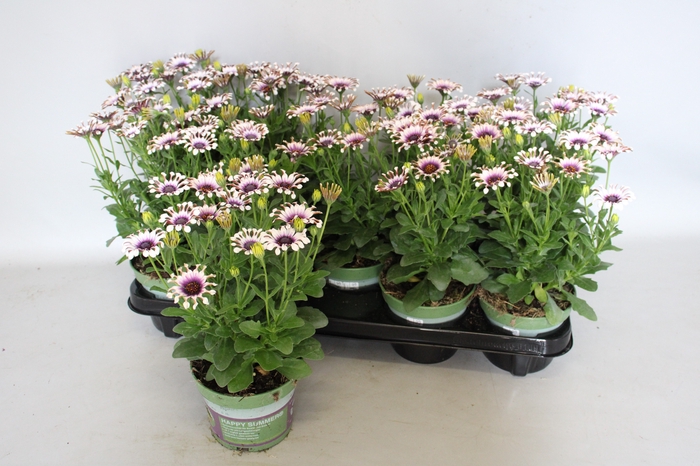 <h4>Osteospermum White Spoon</h4>