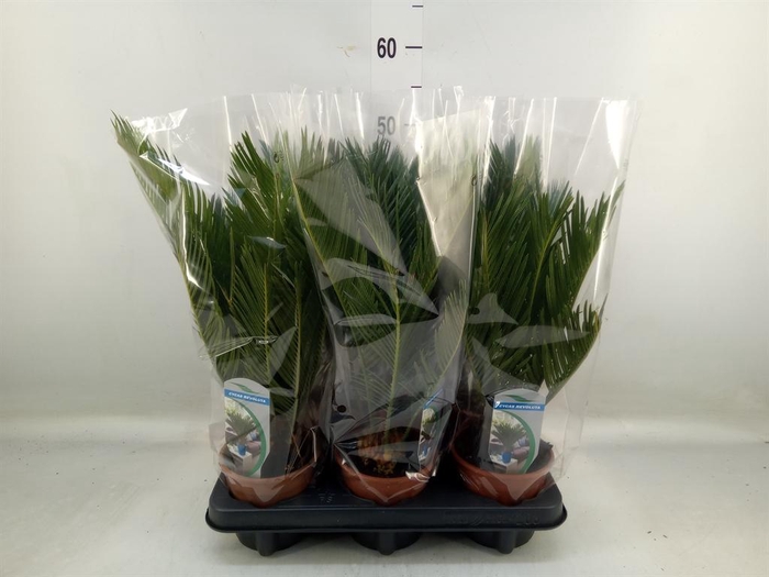 <h4>Cycas revoluta</h4>