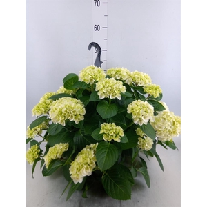 Hydrangea mac. 'Hi White Sun'
