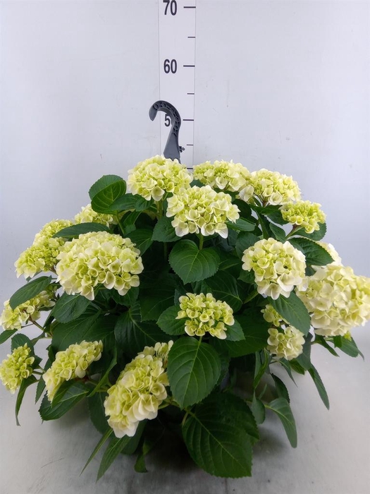 <h4>Hydrangea mac. 'Hi White Sun'</h4>