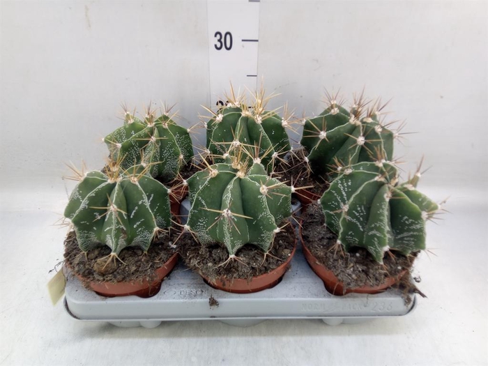 <h4>Astrophytum ornatum</h4>
